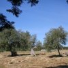 ulivi pi che centenari delle campagne canicattinesi
